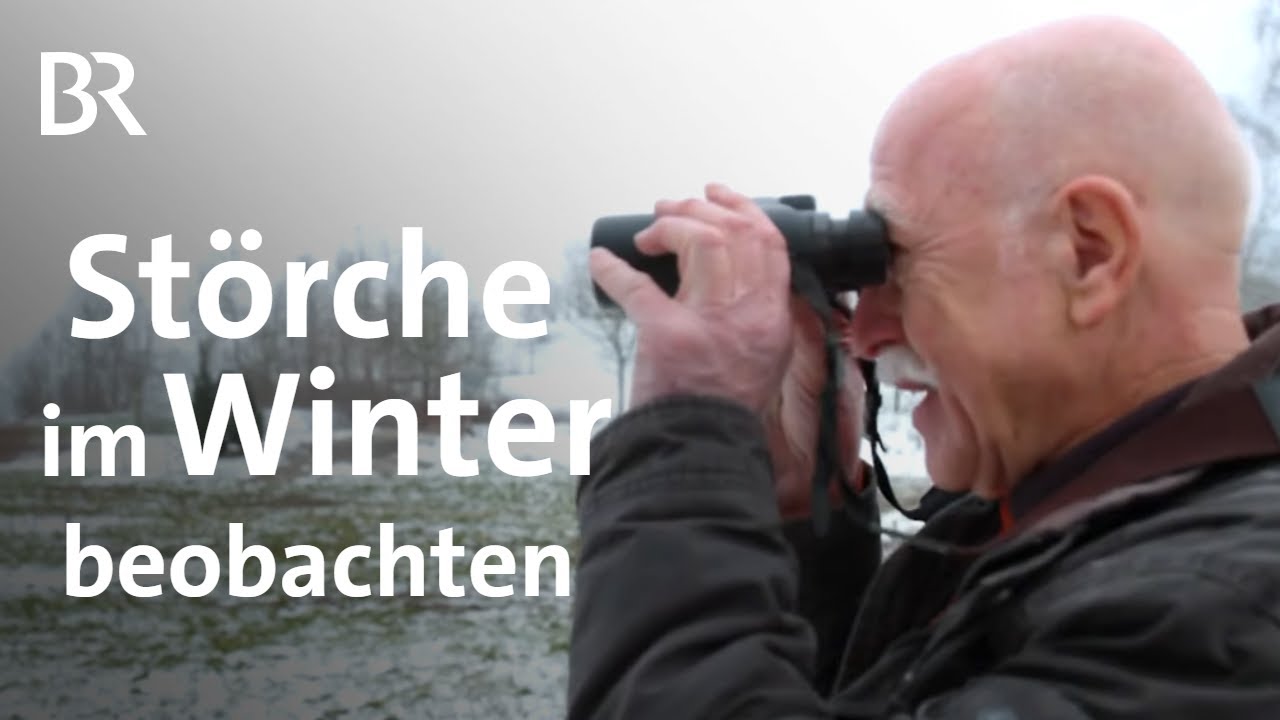 Zugfaule Vögel beobachten: Winterstörche in Schwaben | Schwaben & Altbayern  | BR