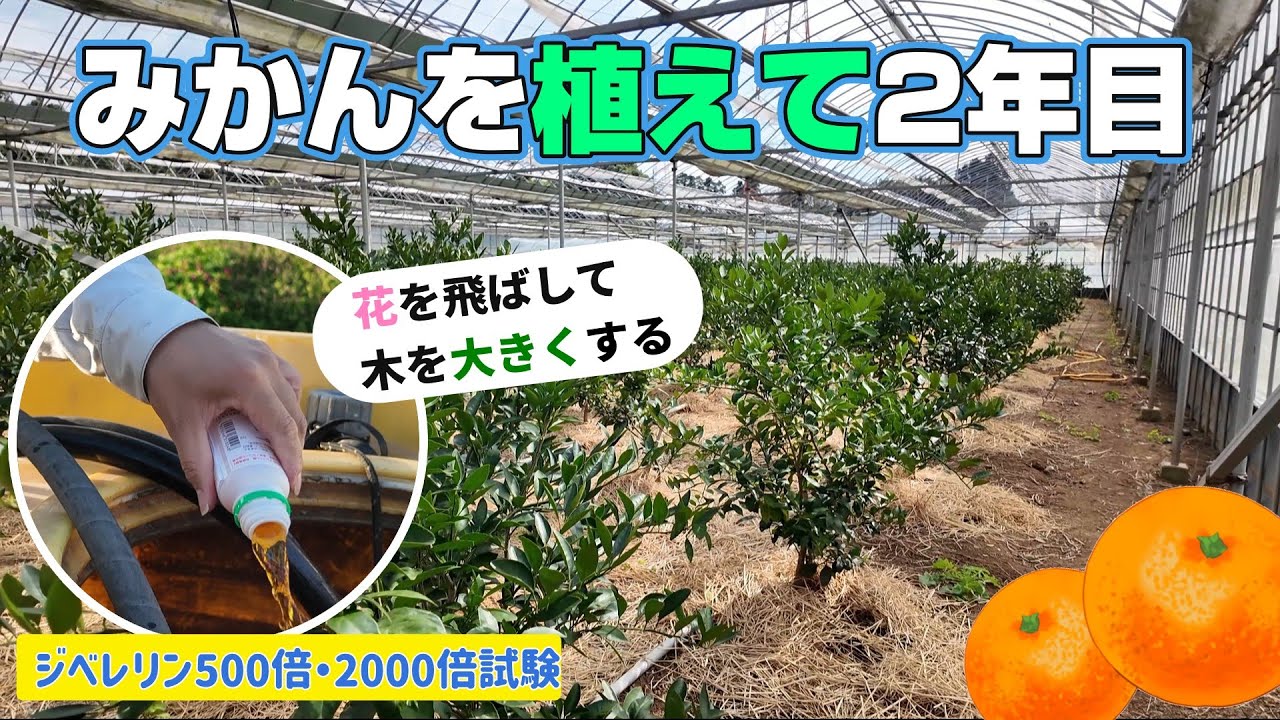 【11月上旬】植えてから2年目のみかんの苗木にジベレリンを散布する！