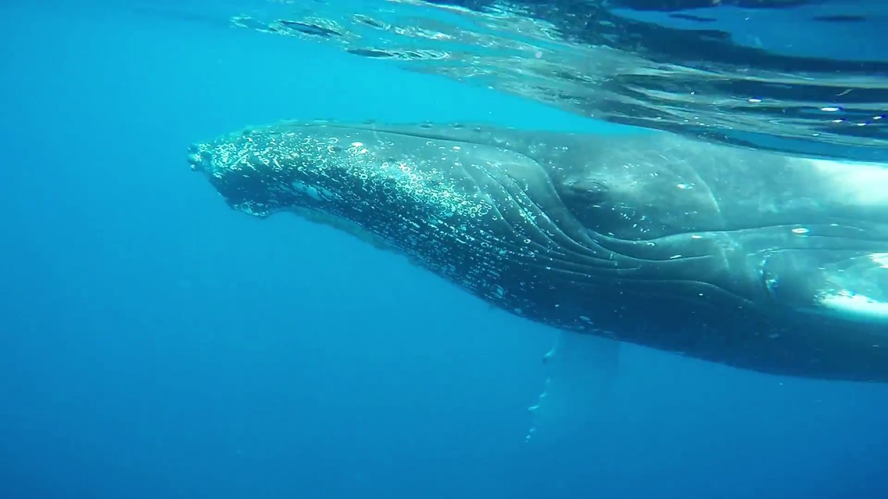 Whale Watching Mom and Baby Humpback Whales CLOSE UP! Drake Bay, Costa Rica