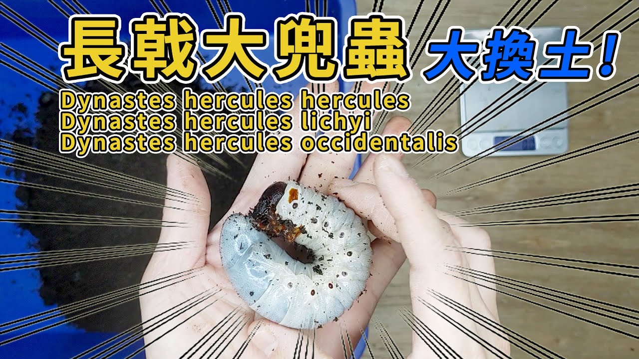 【山林蟲坊】長戟大兜幼蟲換土記-意外的收編 | Dynastes hercules: Changing Soil for the Larvae - Accidental Adoption