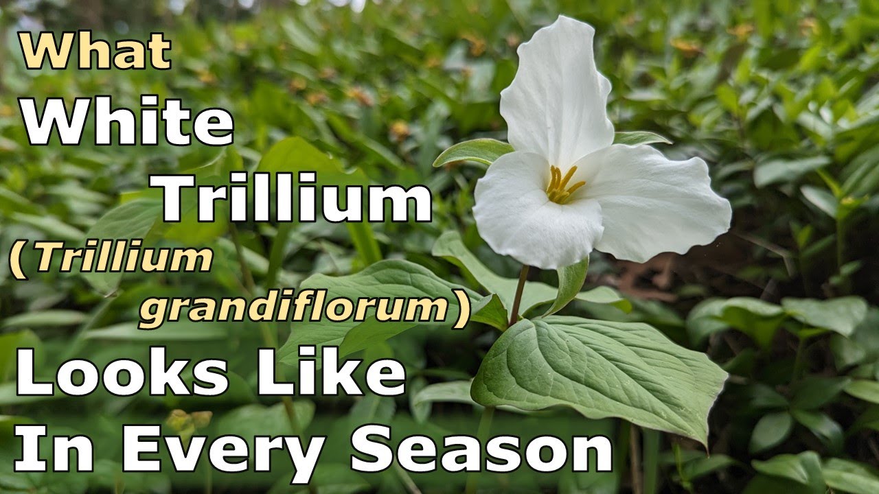 What Does White Trillium (Trillium grandiflorum) Look Like in Each Season?
