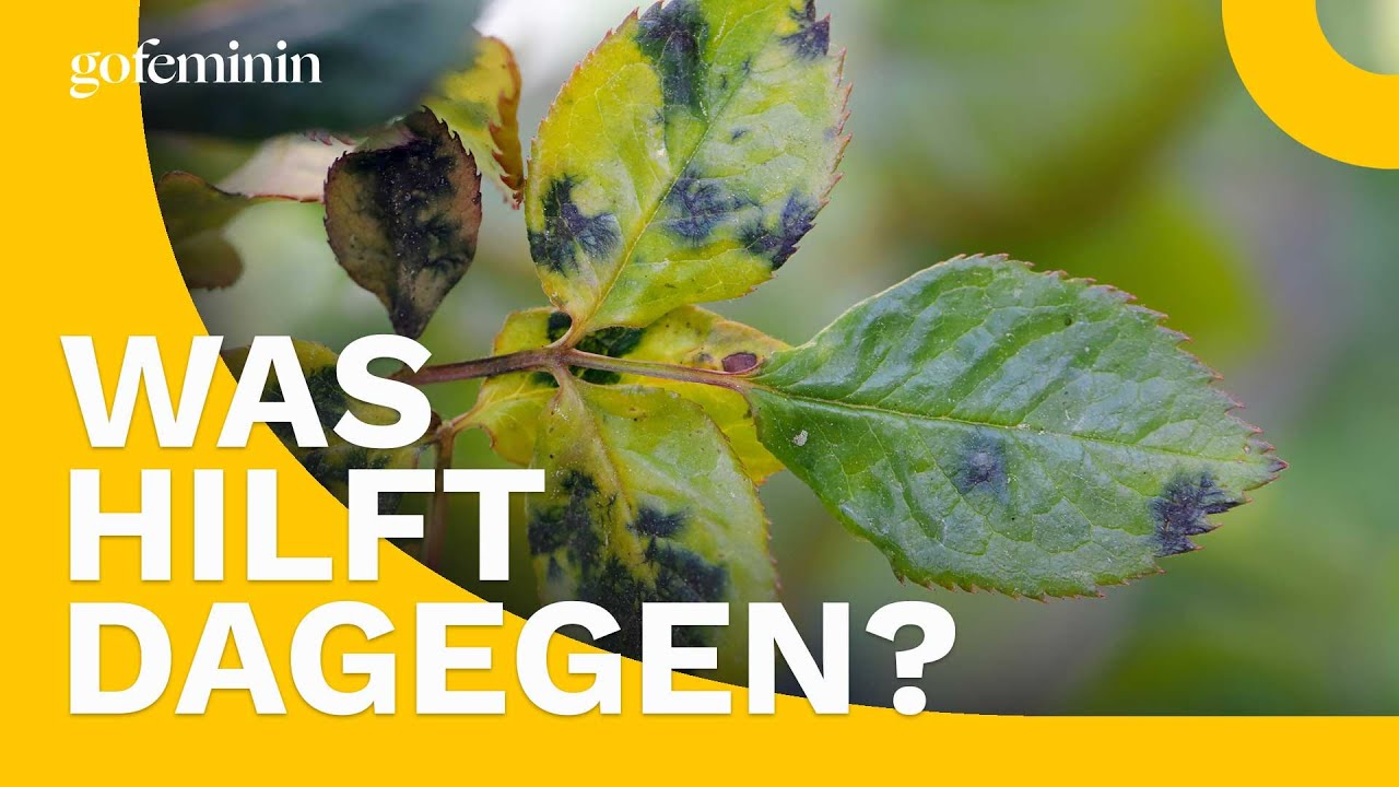 Schwarze Flecken auf den Bl&auml;ttern? Das hilft gegen Sternru&szlig;tau