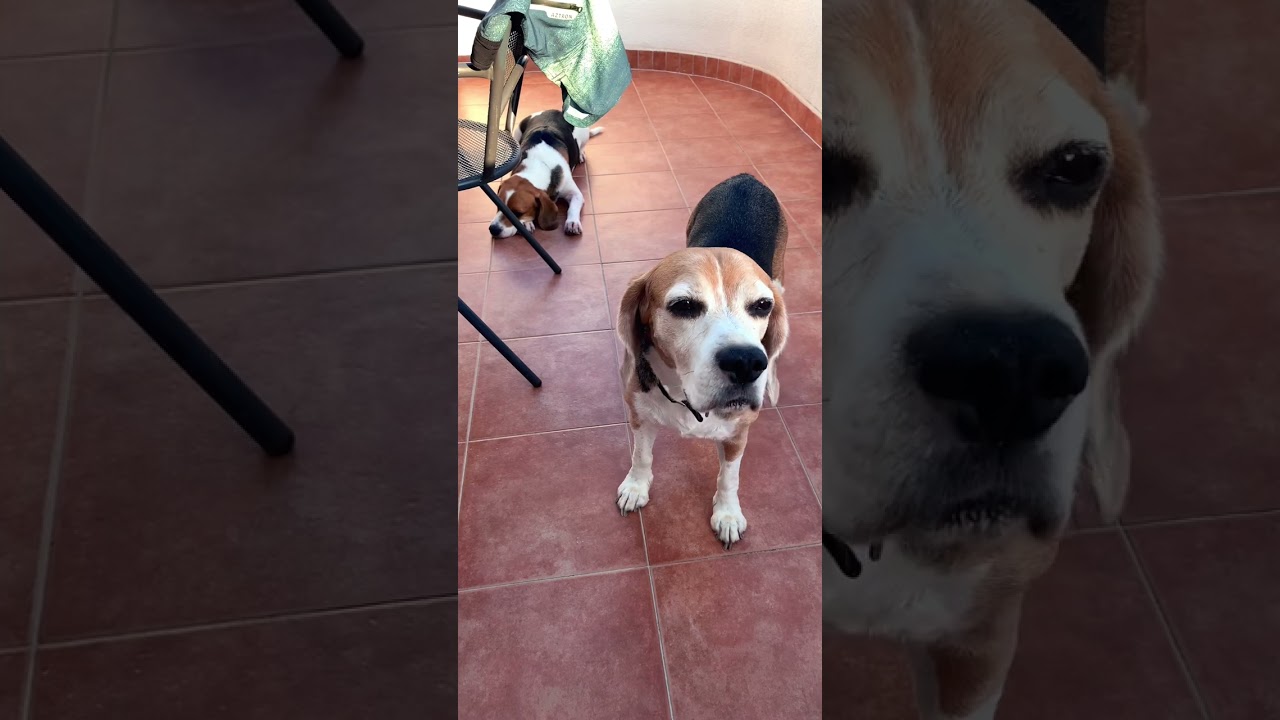 Why The Beagle&rsquo;s Nose Is 10.000x Better Than Yours?🐶 #shorts