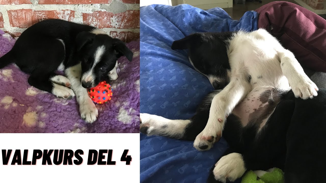 Valpkurs Del 4