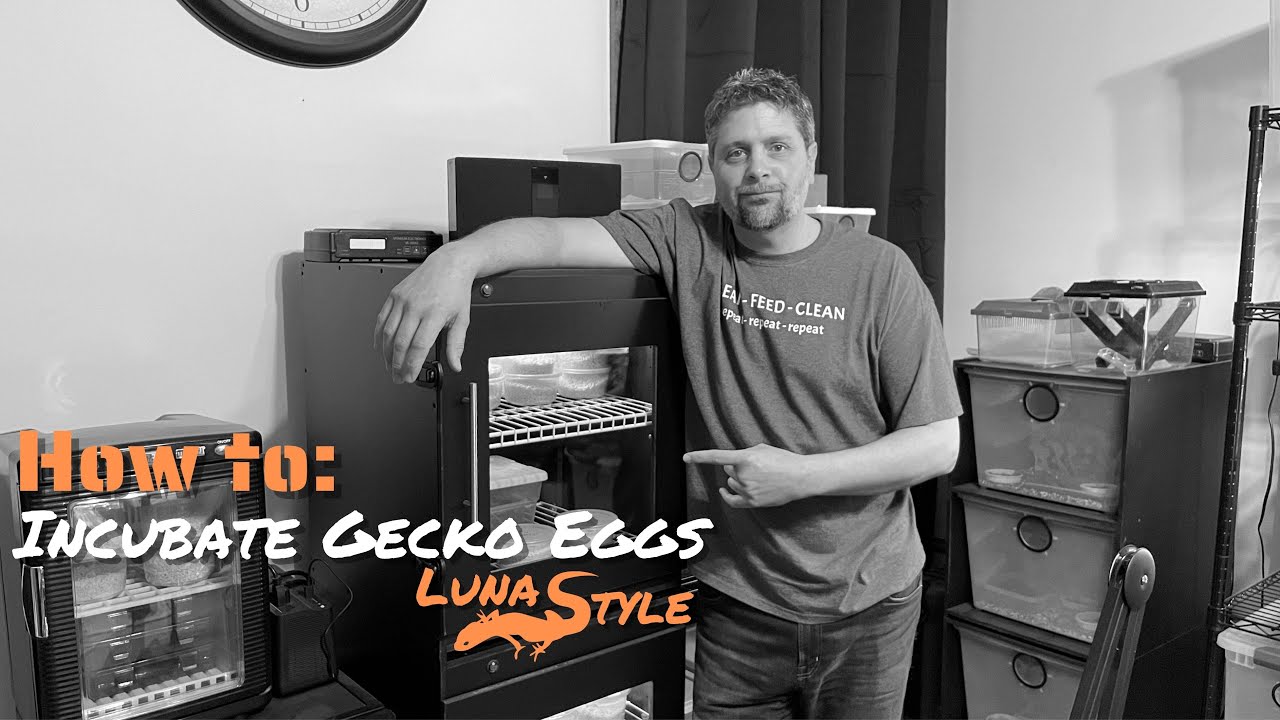 How To: Incubate Gecko Eggs Luna Style