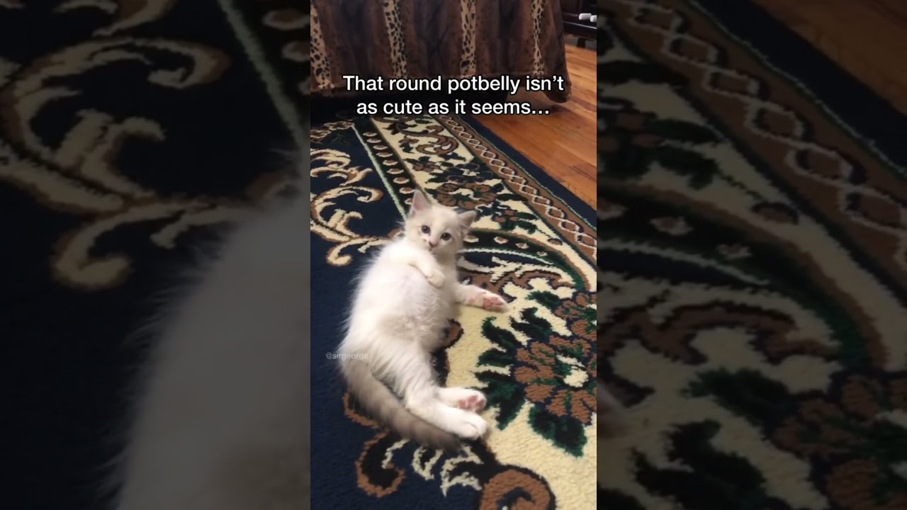 Things I wish I knew before getting a Ragdoll kitten: Parasites! #shorts #ragdolls #kitten