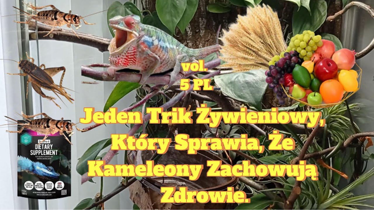Jeden Trik Żywieniowy, Który Sprawia, Że Kameleony Zachowują Zdrowie.