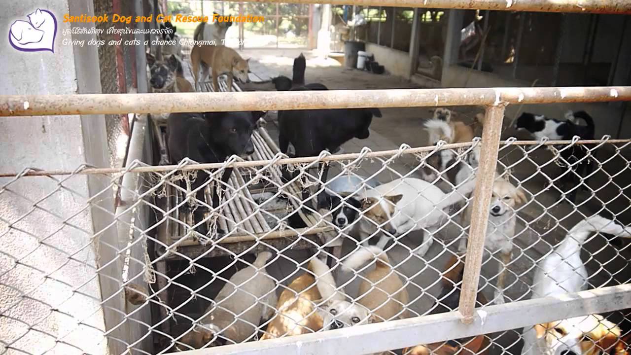 video guide to Santisook Dog and Cat Rescue Foundation