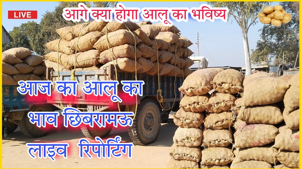 छिबरामऊ मंडी आज के आलू का भाव ! सफेद और लाल आलू का भाव ! Potato rate chhibramau mandi ka aalu ka