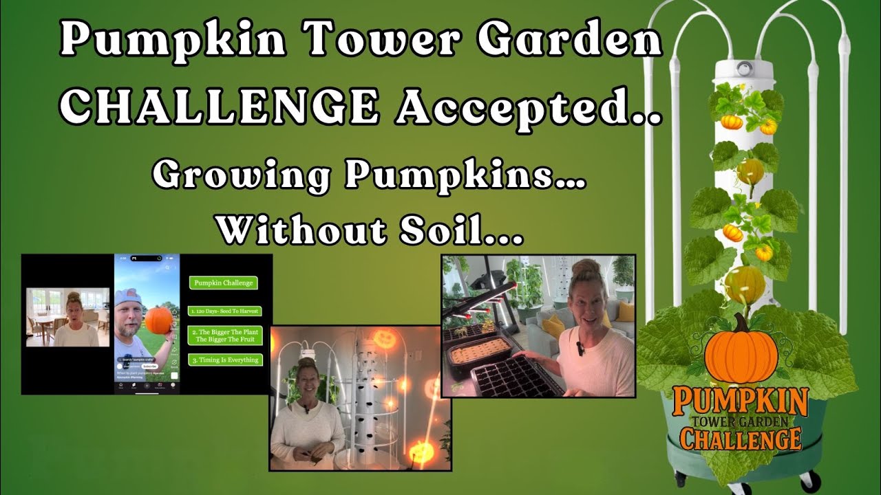 Watch Me Grow Pumpkins in a 