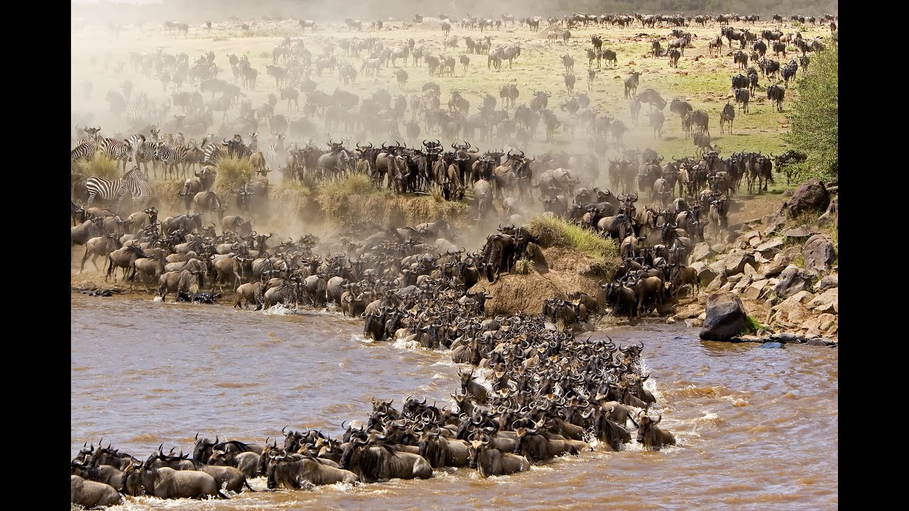 Wildebeest Migration River Crossing