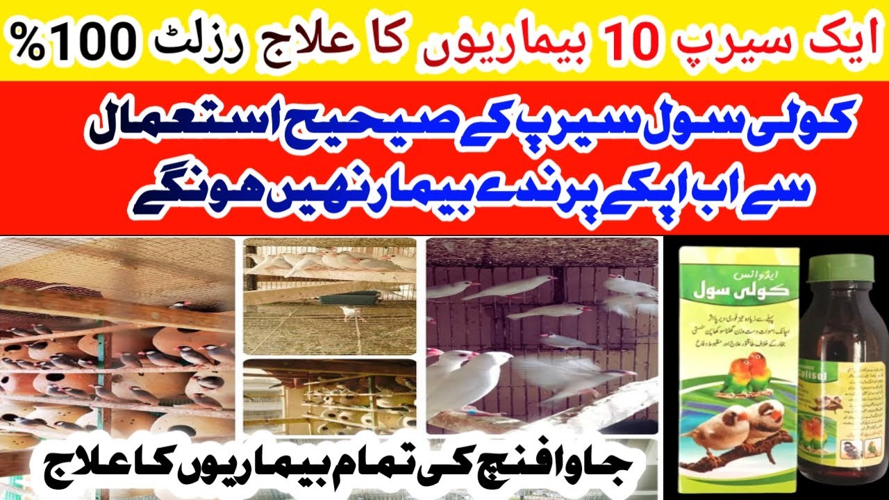 Best Medicine For Java Finch | Colisol syrup use for birds | Birds Ki Bemariya Aur Unka Elaj in Urdu