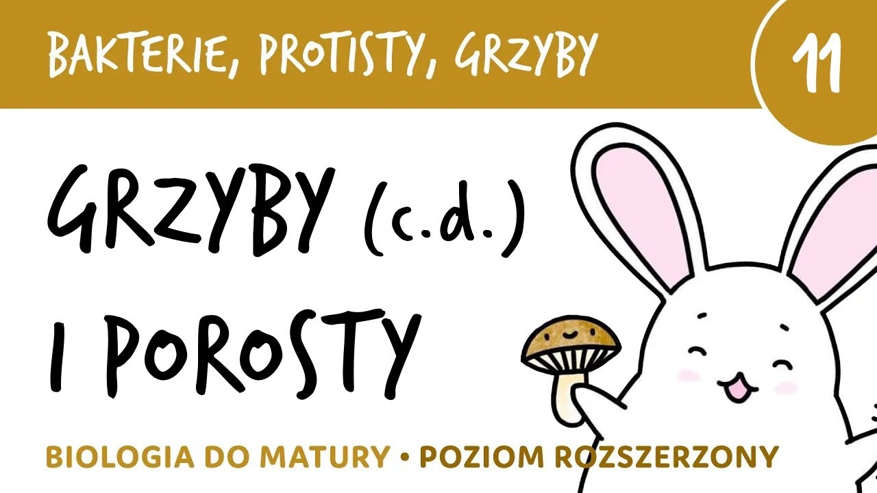 Bakterie protisty i grzyby 11 🦠Grzyby i porosty, przegląd, znaczenie - biologia do matury