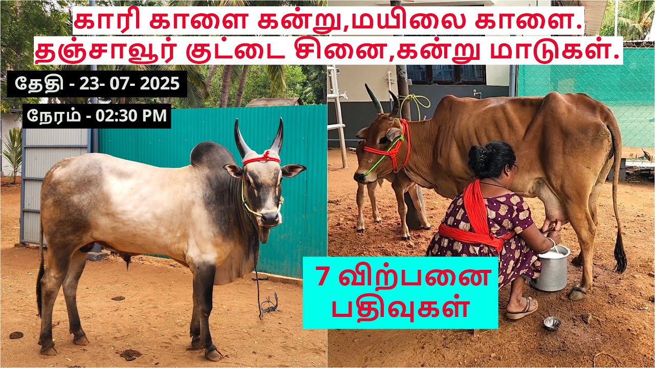7-விற்பனை பதிவுகள்.காரி காளை கன்று,மயிலை காளை.தஞ்சாவூர் குட்டை சினை,கன்று மாடுகள்.