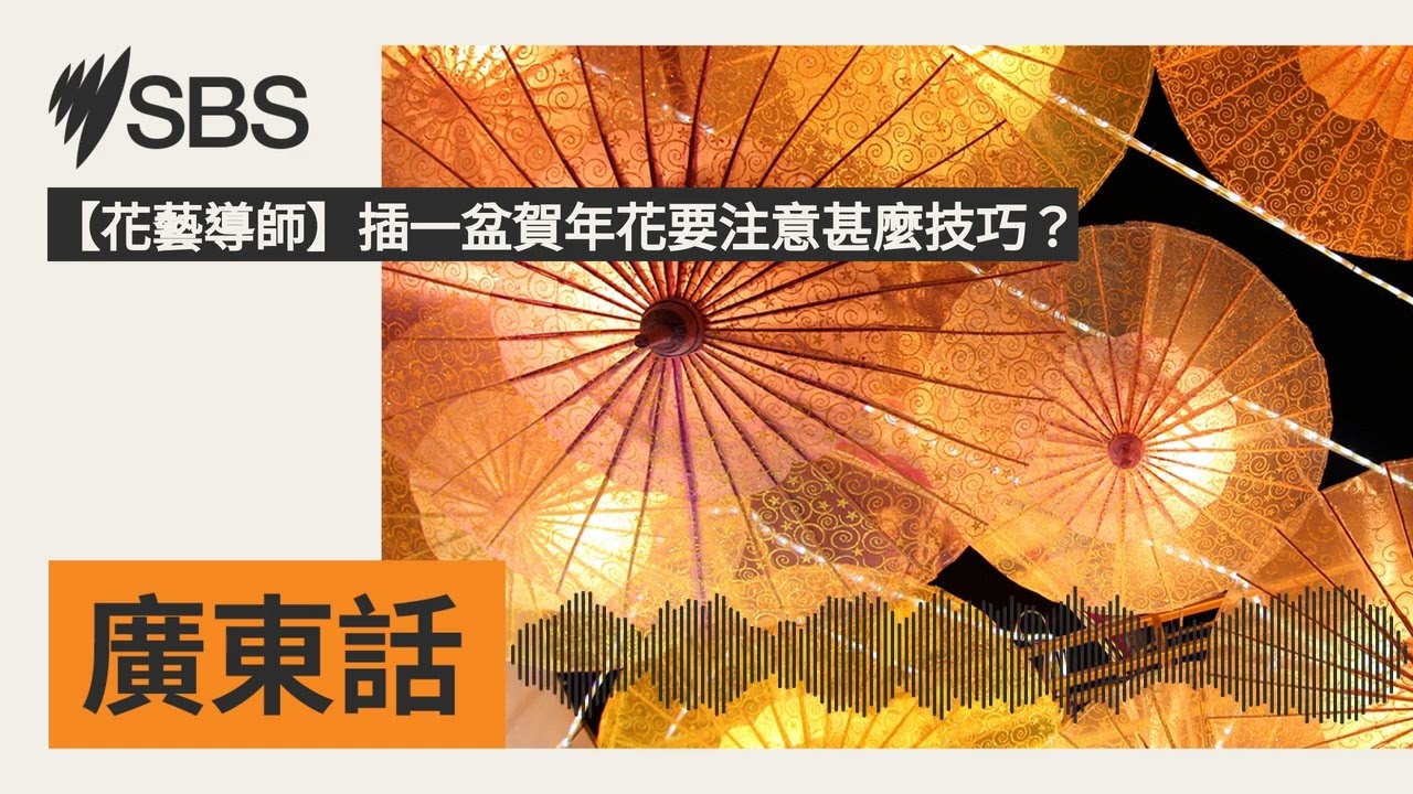 【花藝導師】插一盆賀年花要注意甚麼技巧？ | SBS Cantonese - SBS廣東話節目