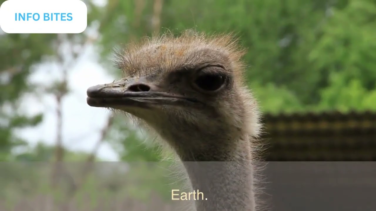 Top 5 Most Potentially Dangerous Birds in the World | Facts and Tips for Wildlife Encounters