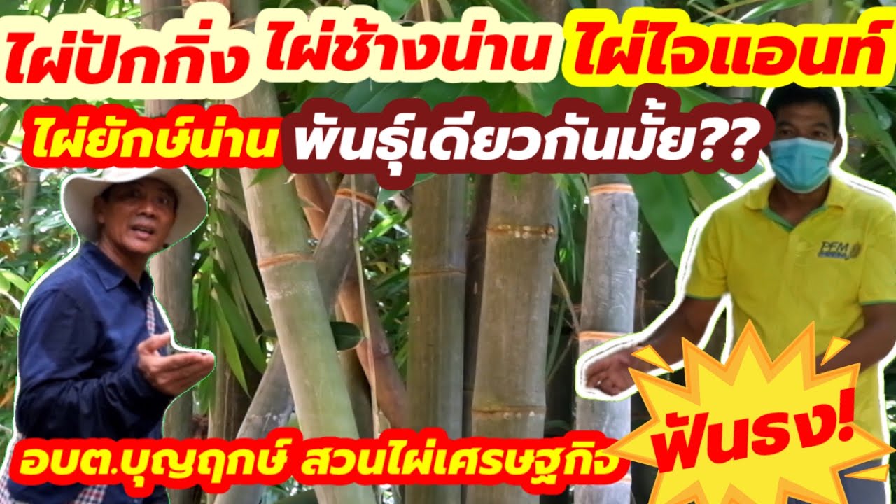 ไผ่ปักกิ่ง,ไผ่ช้างน่าน,ไผ่ยักษ์น่าน,ไผ่ไจแอนท์  เป็นพันธุ์เดียวกันมั้ย?? อบต.บุญฤกษ์ ฟันธง!!