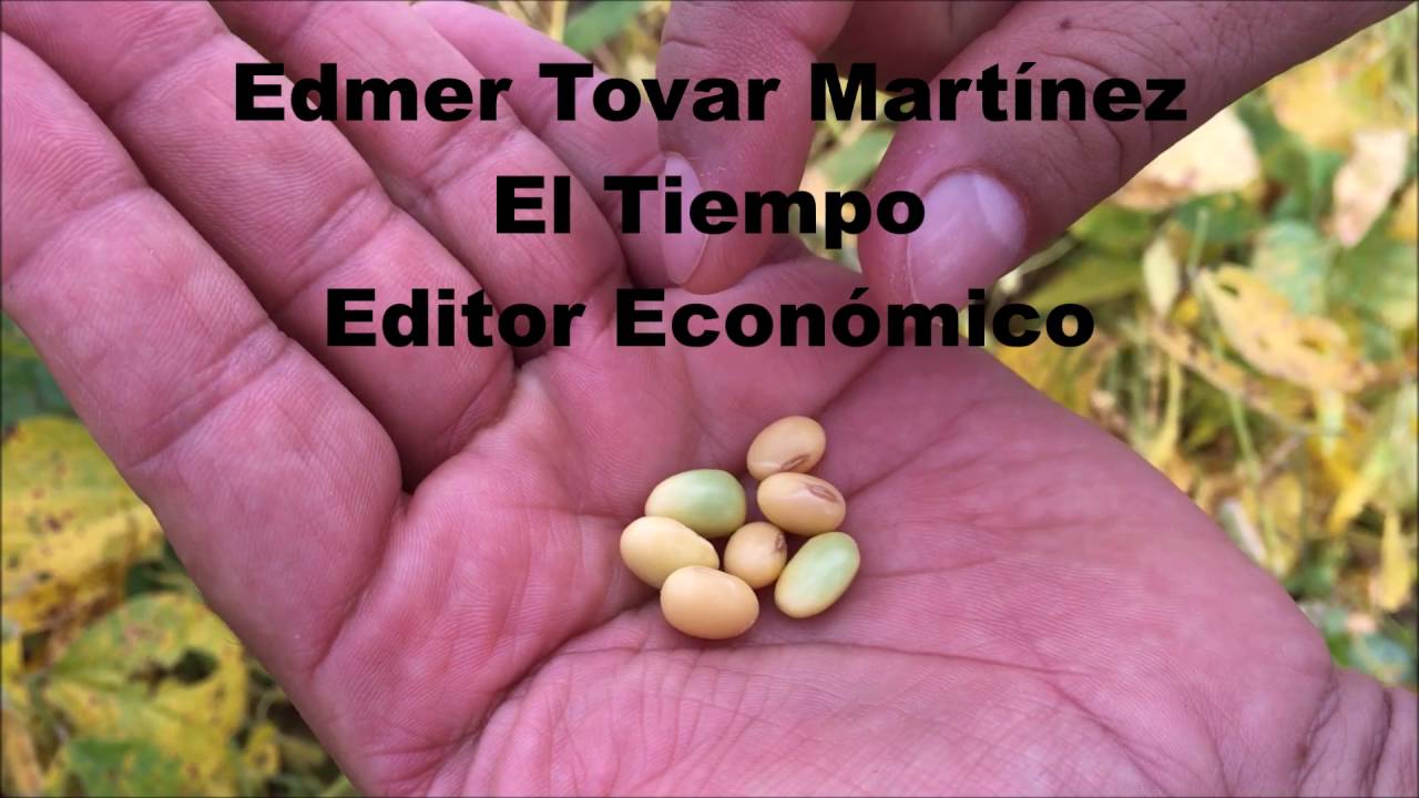 proceso de soya