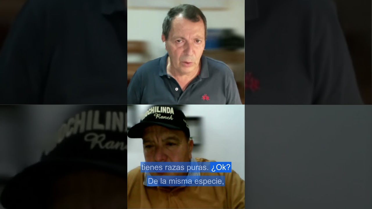 Cerdos: Razas vs l&iacute;neas gen&eacute;ticas; explicaci&oacute;n simple