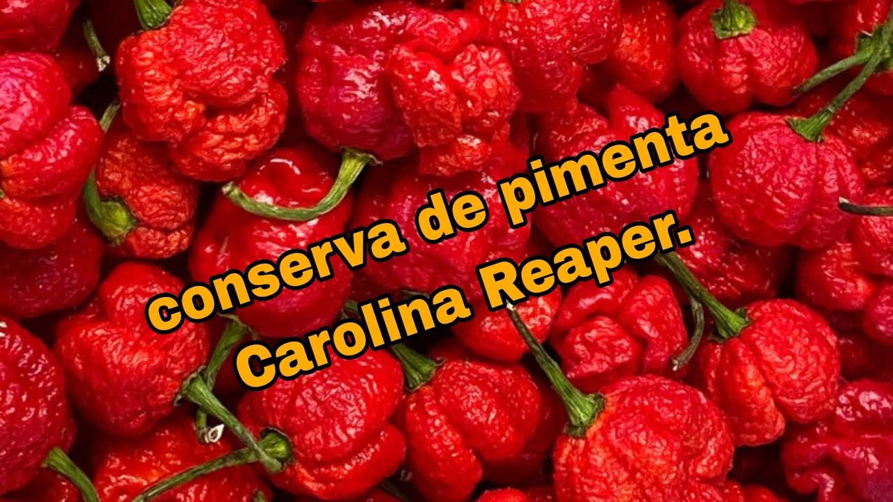 como fazer conserva de pimenta Carolina Reaper.