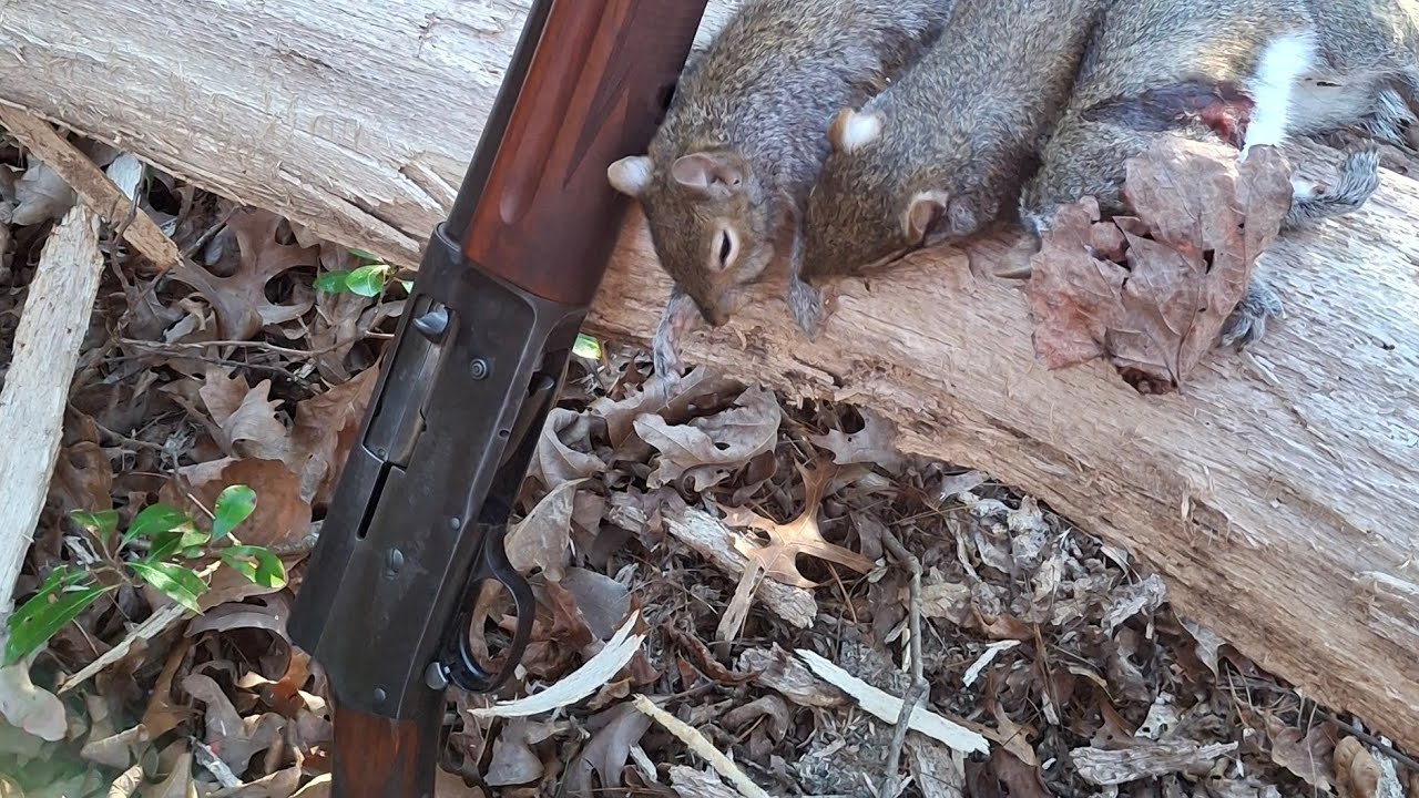 Public Land Squirrel Hunt Pisgah National Forest 