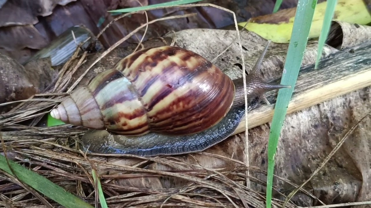 Best video Sail and millipede lifestyle