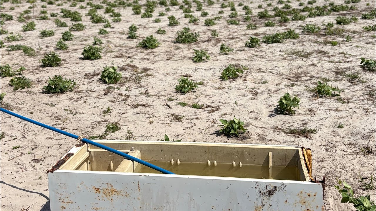 Hoje tive que ir ligar a bomba para regar as plantas 