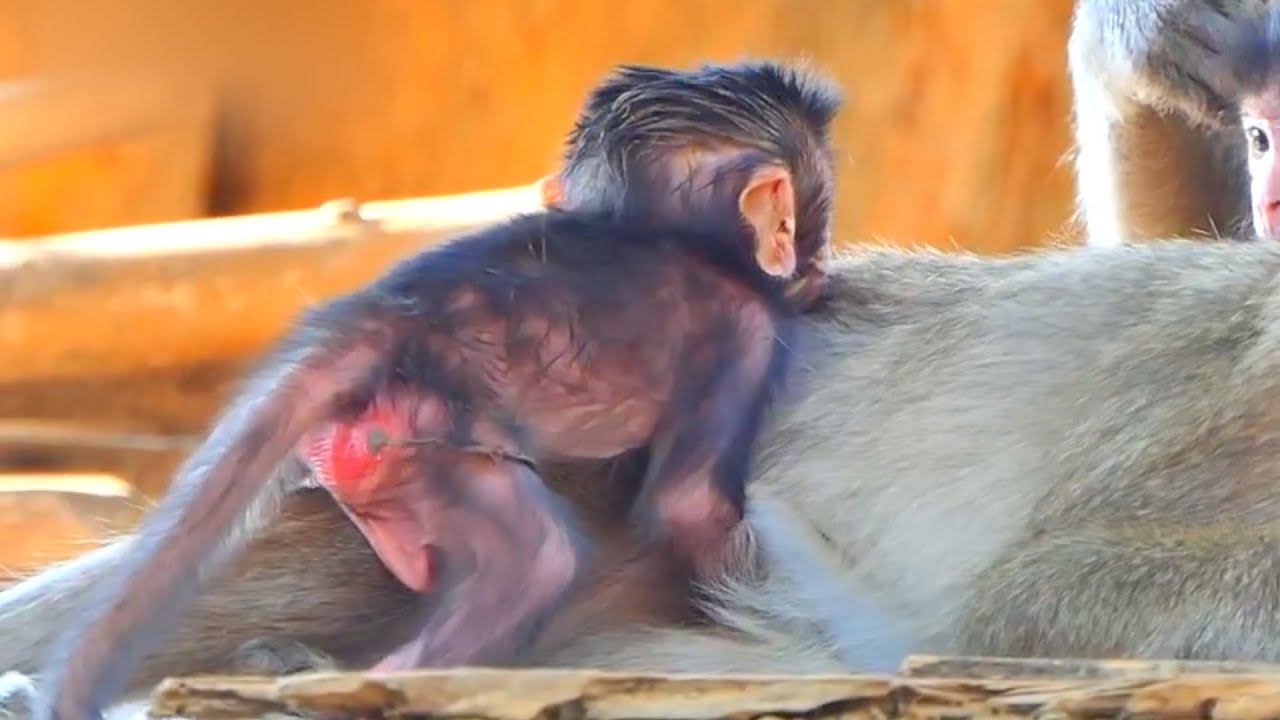 Lovely Tiny Baby Monkey Really Needs Mommy's Best Care