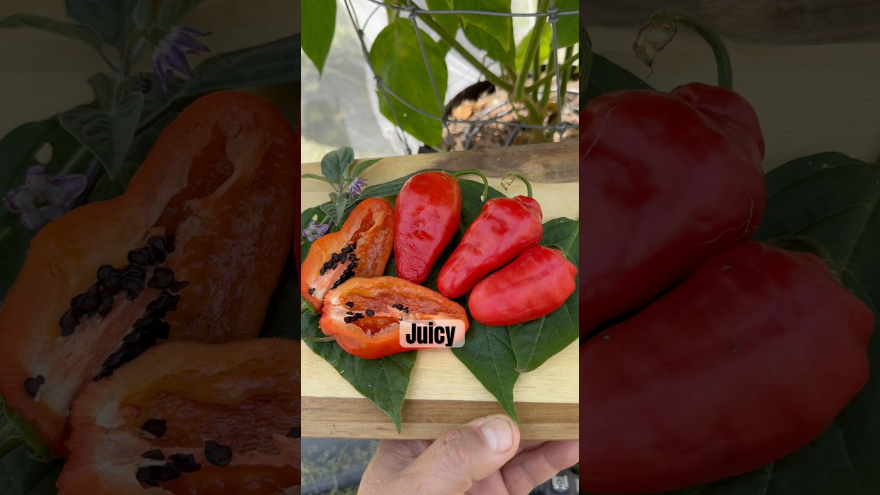 Growing And Harvesting Rocoto Peppers In The Hottest Month Of The Season #pepperguru
