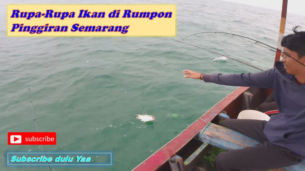 Pesta Rucah Ikan di Laut Semarang Eps 26