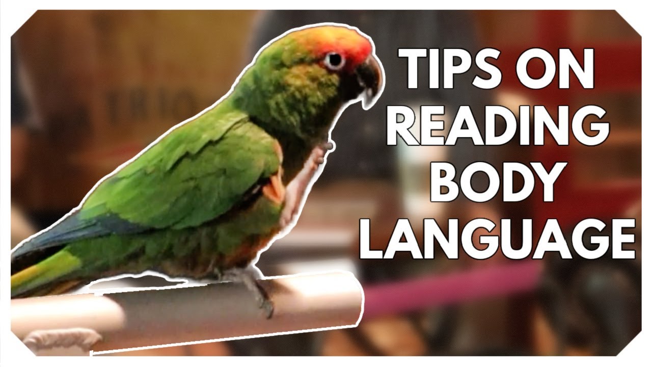 Reading Conure Body Language 101
