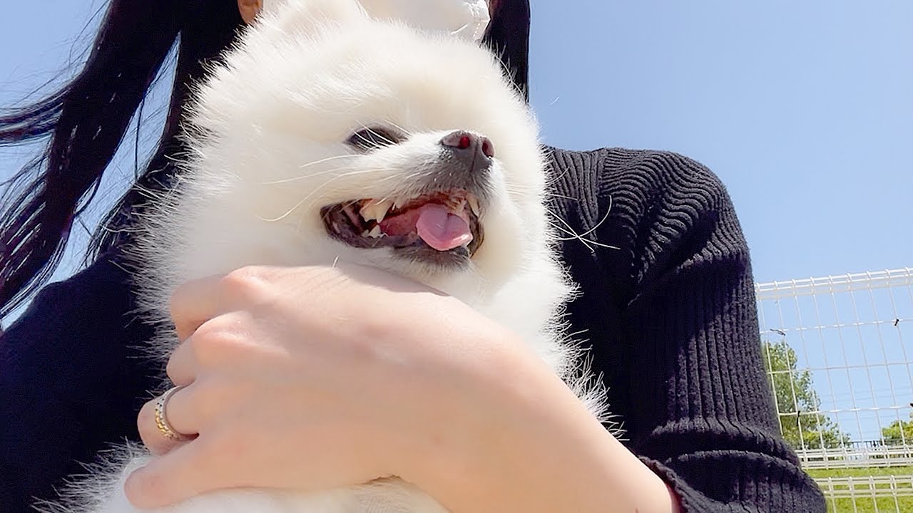 ドッグランでまさかの歩かなくなったポメラニアンのハクさま。飼い主とのvlogです。