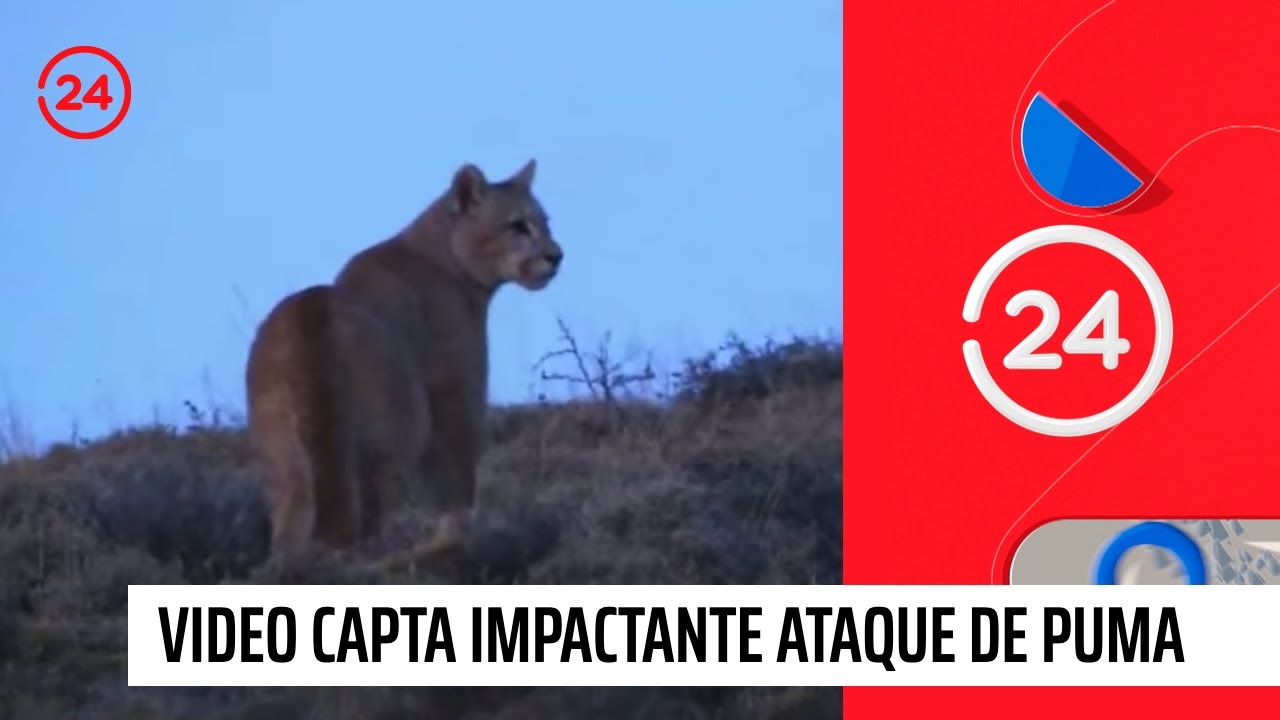 Video capta impactante ataque de puma a un guanaco en Torres del Paine | 24 Horas TVN Chile