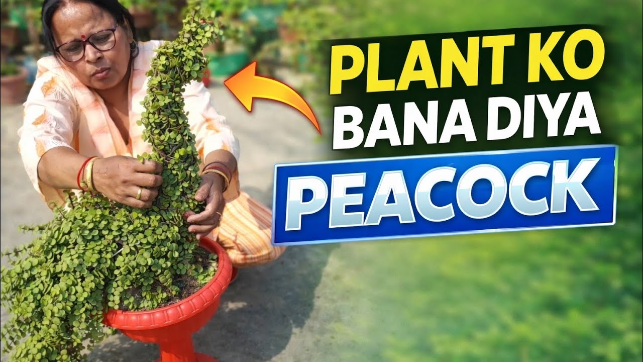 Jade plant ki cutting se bahut hi sundar peacock diy topiary bnayen   #maacreativekitchengarden