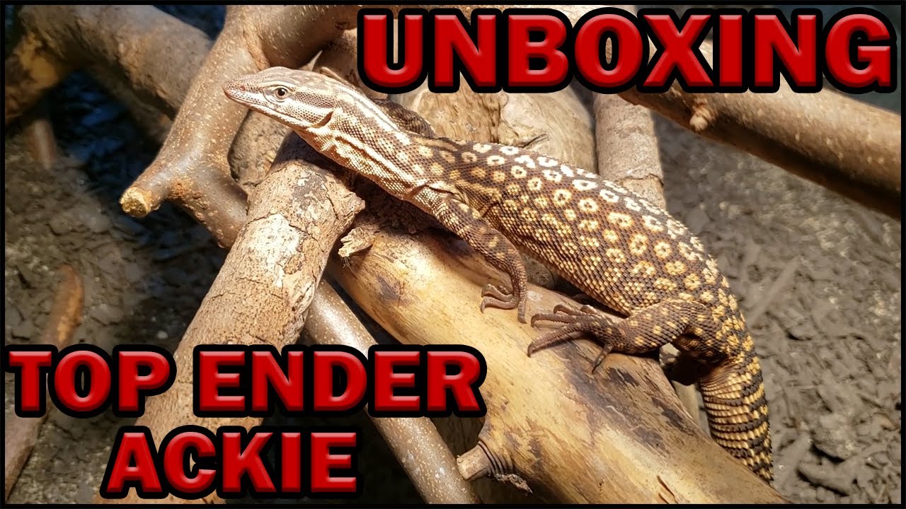 Topender Ackie Monitor Unboxing!