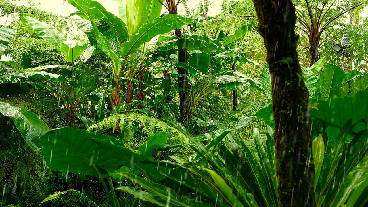 Relaxing Rain Sounds 100% Authentic | Tropical Rainstorm in Garden | Deep Sleep Ambience