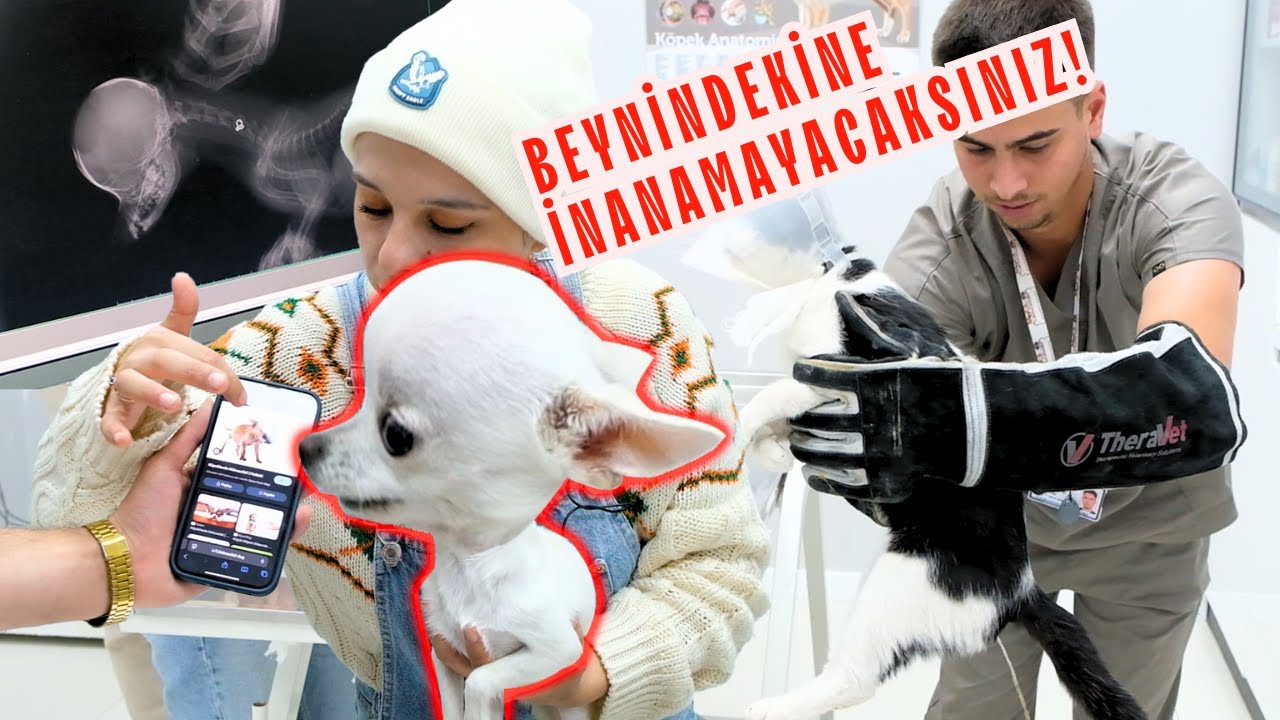 Beyninde Ne Olduğuna İnanamayacaksınız! | Klinikte İşeyen Kedi | TEDAVİ RUTİNİ 😨😨