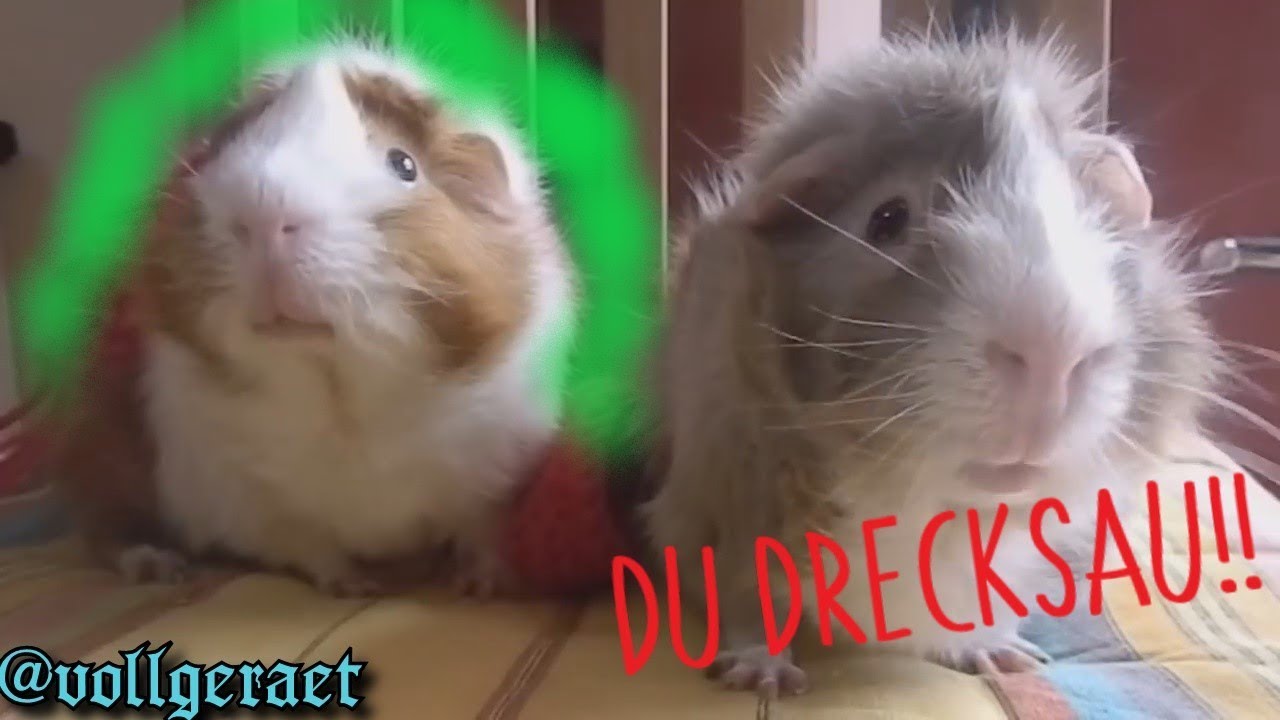 Meerschweinchen auf Bayrisch - [Schoa&szlig;]