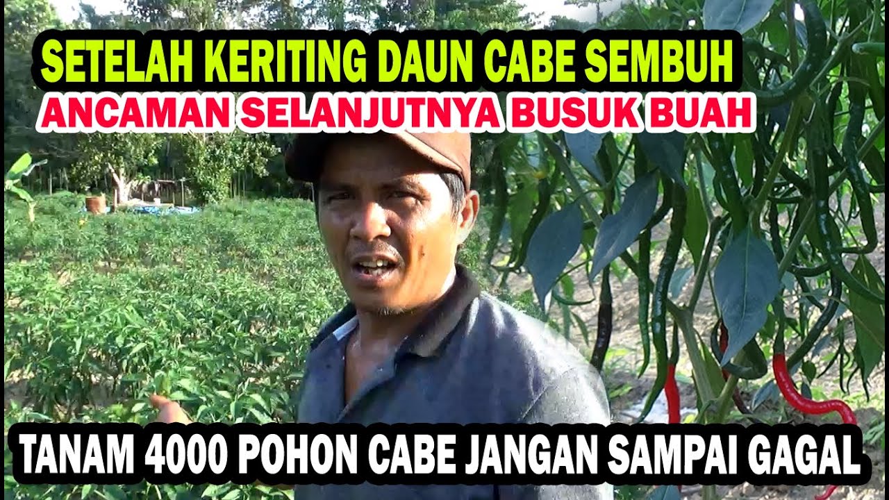 Keriting Daun CABE Selesai  Kini Infeksi Penyakit Bercak Daun & Busuk Buah