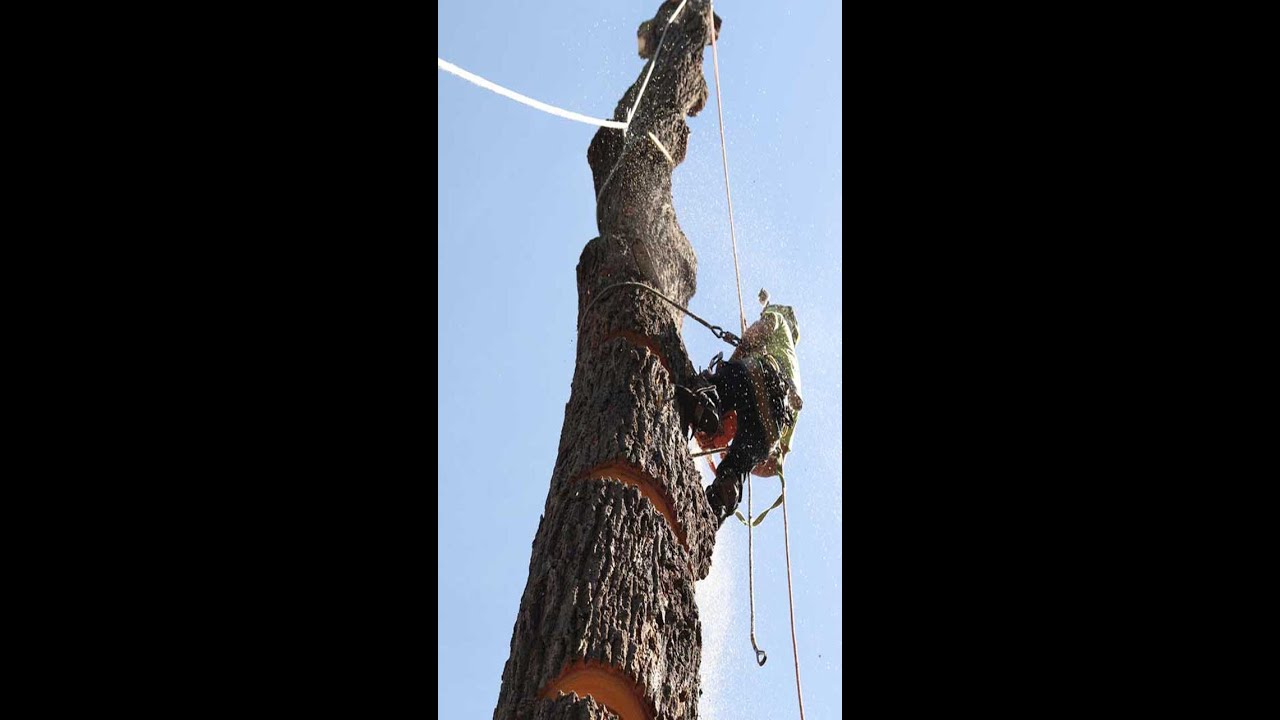 Bohmer's Tree Care - A day as an arborist!
