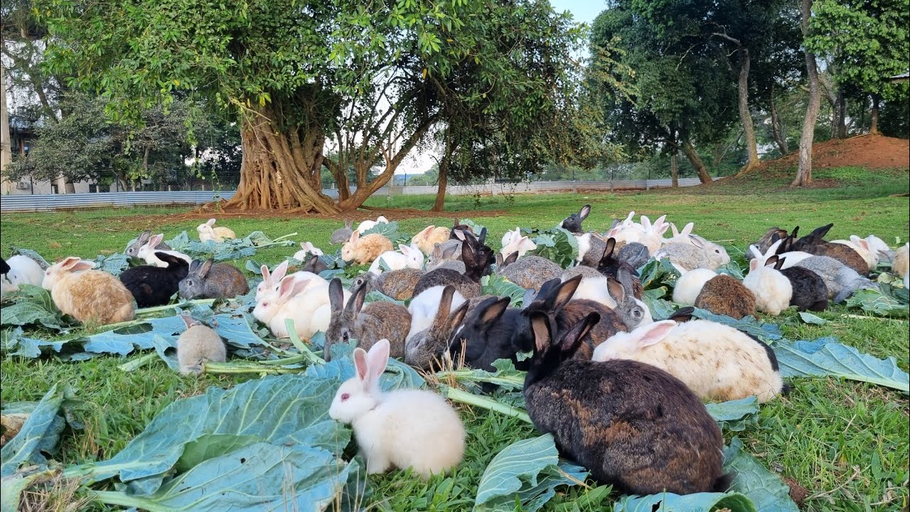 Raising Free Range Rabbits on 4 Acres