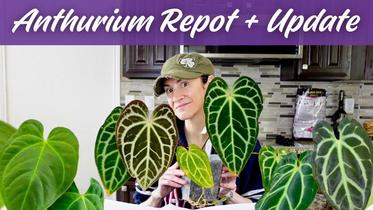 Repotting My Anthurium While My Life Unravels | Plant Care + Real Talk