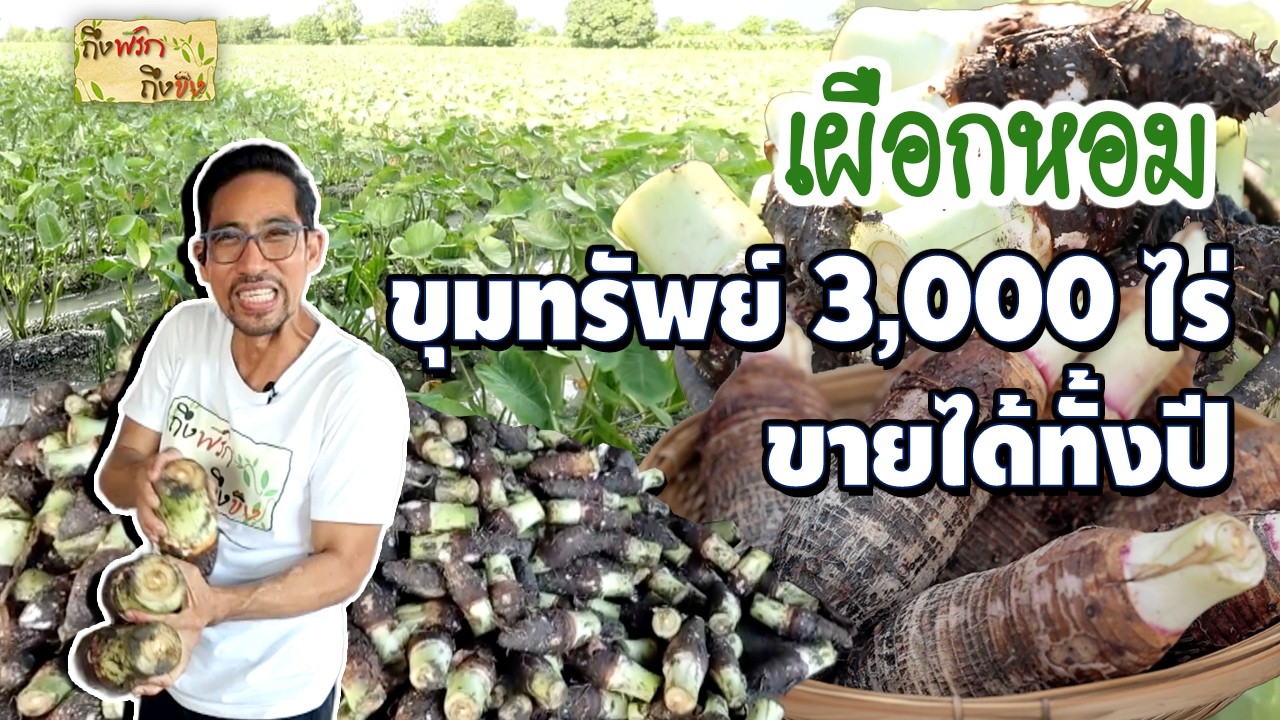 เผือกหอม ขุมทรัพย์ 3,000 ไร่ ขายดีทั้งปี I ถึงพริกถึงขิง