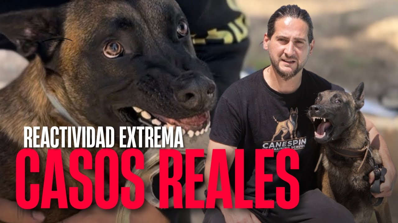 Reactividad Extrema: Dueños al Límite Buscando Soluciones Desesperadas (Casos Reales)