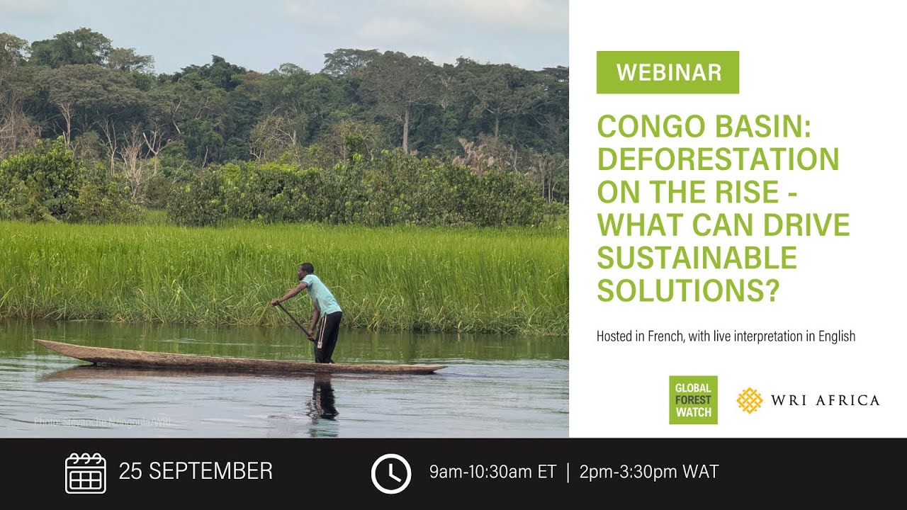 Congo Basin: Deforestation on the Rise - What Can Drive Sustainable Solutions?