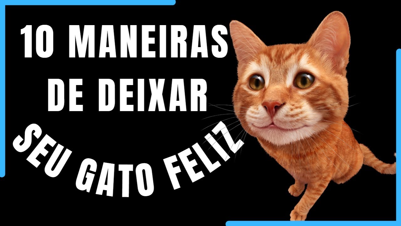 Como Fazer Um Gato Feliz 😺