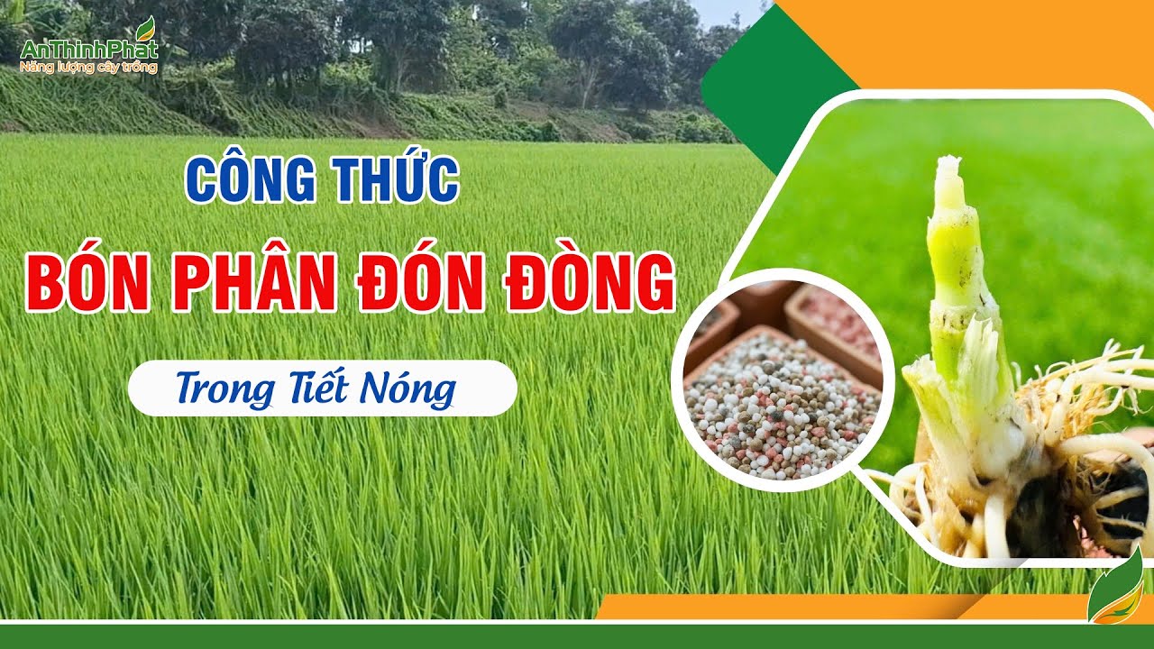 CÔNG THỨC BÓN PHÂN ĐÓN ĐÒNG HIỆU QUẢ TRONG TIẾT NÓNG | An Thịnh Phát