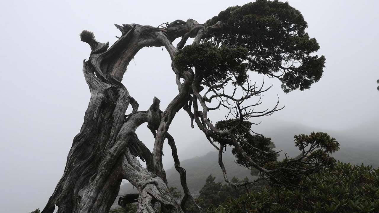 【海拔最高樹種】踞守三千公尺以上高山│台灣屋脊上的玉山圓柏《下》(我們的島 第885集 2016-12-12)