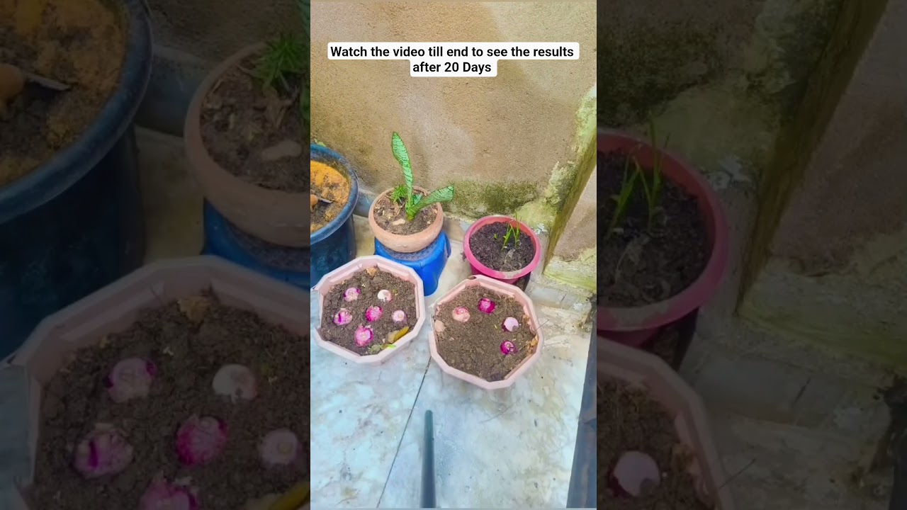 Growing Onion at Home 🏡 