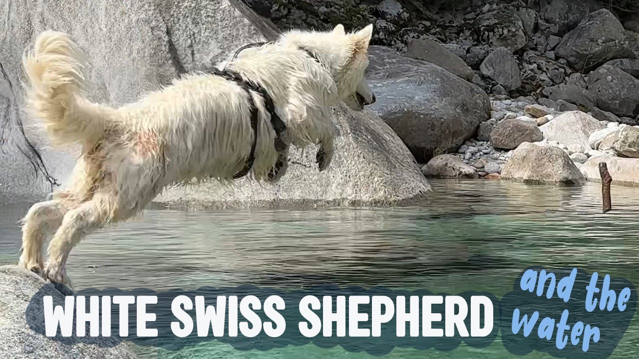 The White Swiss Shepherd and the Water – All you need to know (Berger Blanc Suisse)